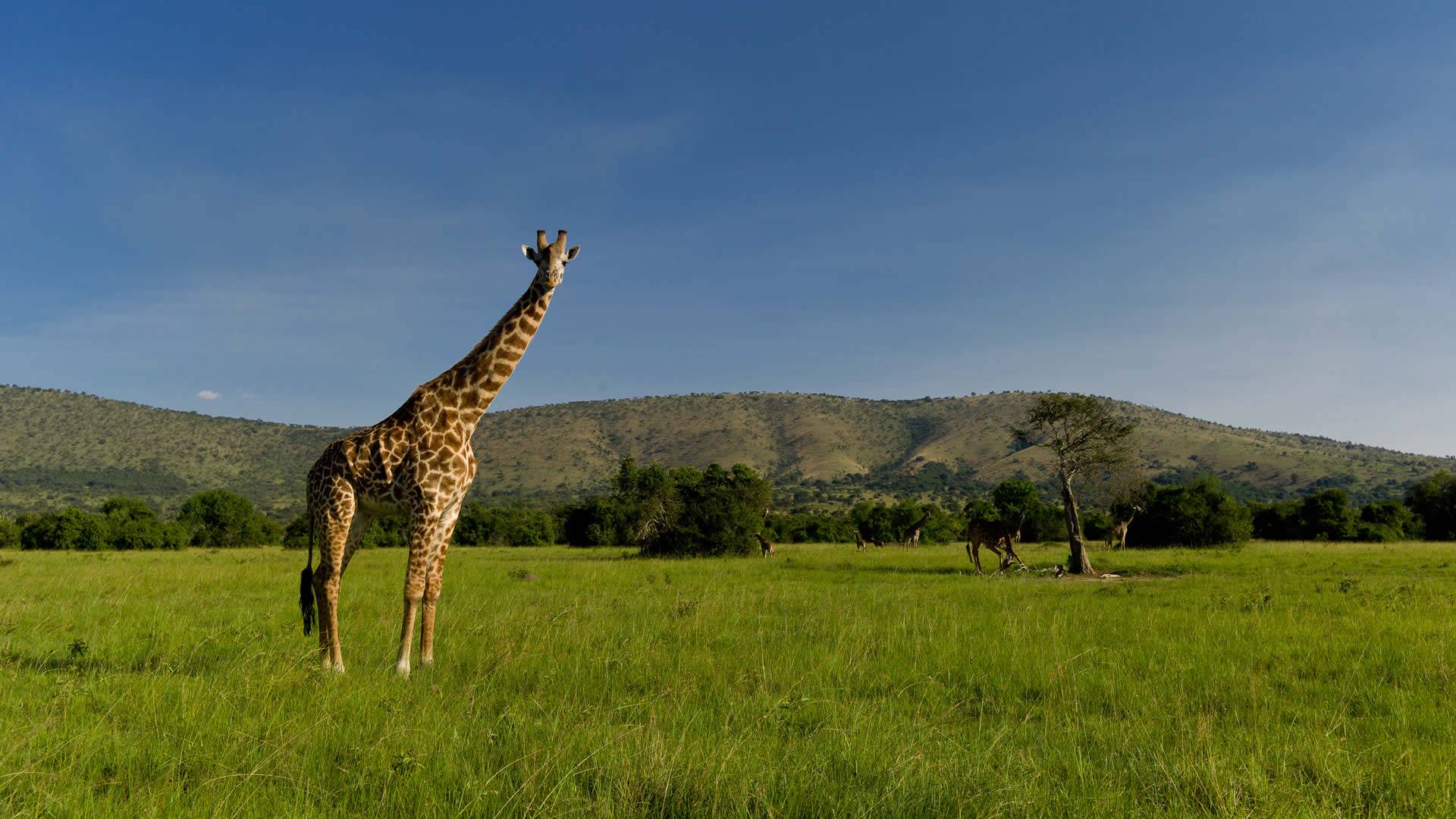 Akagera National Park Zazu Tanzania Safaris